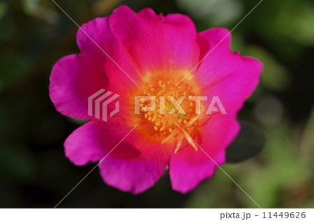 ポーチュラカ（花滑りひゆ） 11449626