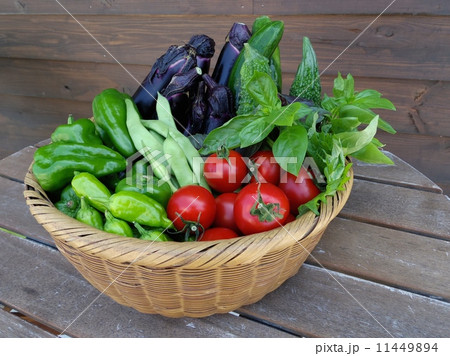 収穫したての夏野菜 収穫したての夏野菜 11449894