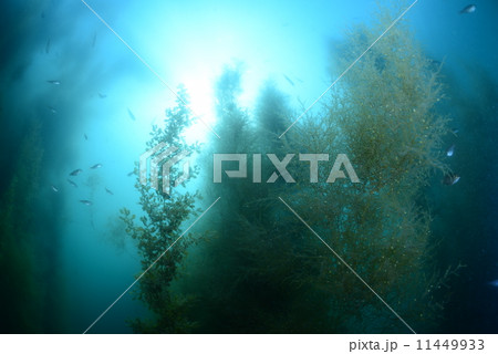 海の森林 11449933