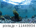 浅瀬の海藻 11449934