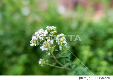 オレガノ 11450220