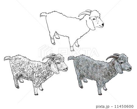 Stock Art Drawing of a Domestic Goat - inkart