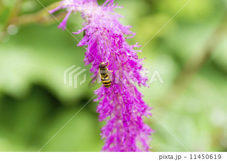 カライトソウ(唐糸草) 11450619