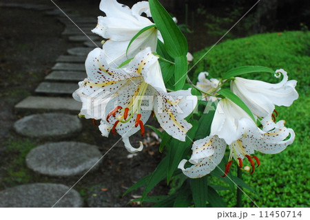 庭に咲く山百合 11450714