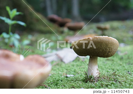 あみたけ 11450743