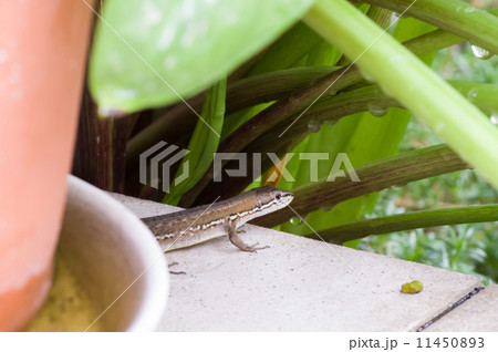 ニホンカナヘビ ニホンカナヘビ 11450893