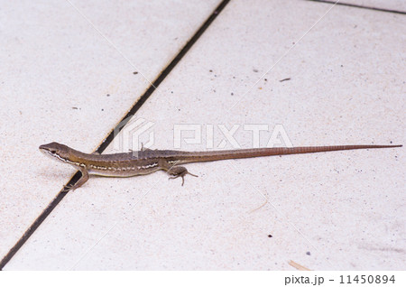 ニホンカナヘビ ニホンカナヘビ 11450894