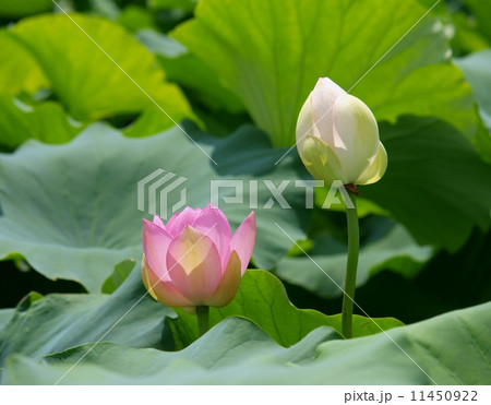 レンコン ハス の白やピンクの花 蕾の写真素材