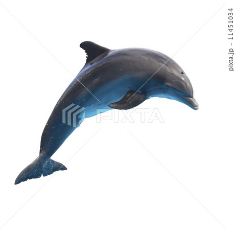 jumping dolphin on white 11451034