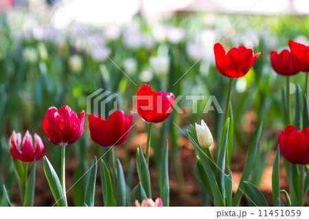 Red tulips flower field 11451059