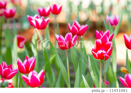 Beautiful tulips field in spring time  11451061