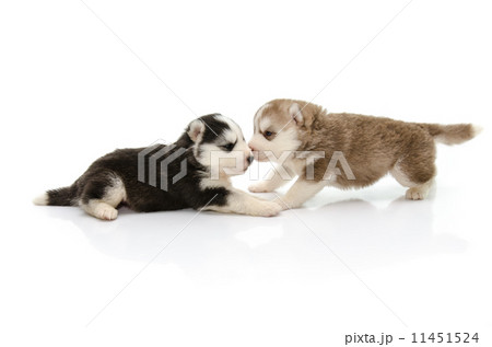 Two Puppies of siberian husky 11451524