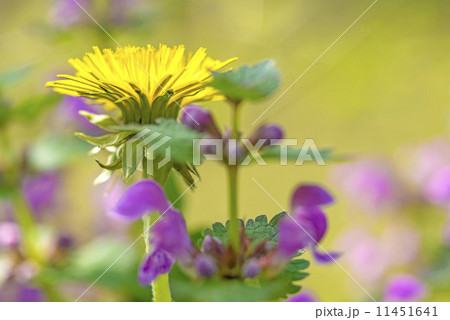 dandelion flower dandelion flower 11451641