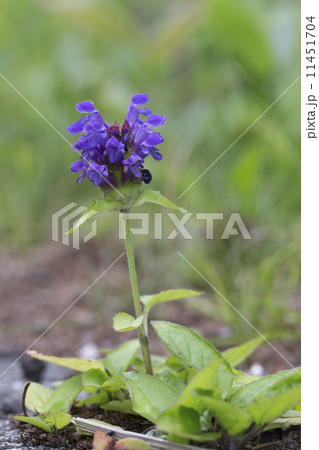 ウツボグサ ウツボグサ 11451704