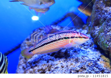 キュウセンベラ キュウセンベラ 11451815