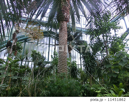 フランス 温室 植物園 ヤシ 亜熱帯植物の写真素材