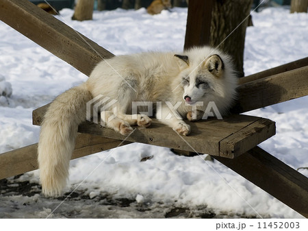 Zao Fox Village, young fox, 11452003