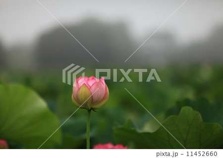 霧に包まれ咲く蓮の花 11452660