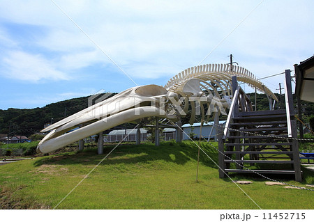 シロナガスクジラの骨格標本 11452715