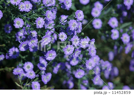 孔雀アスター クジャクソウとも呼ばれます。 孔雀アスター クジャクソウとも呼ばれます。 11452859