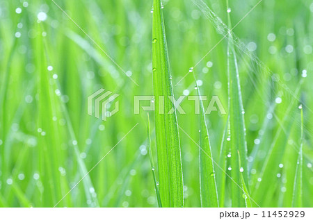 夏の朝の水田 夏の朝の水田 11452929