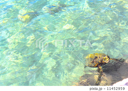 Cute Turtle Hawaii ハワイ島の海のかわいいウミガメ タイマイ の写真素材