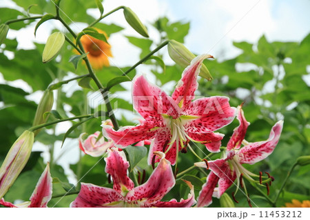 百合の花 アラベスク 百合の花 アラベスク 11453212