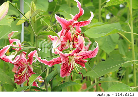 百合の花　アラベスク 11453213