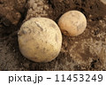 ジャガイモ 11453249