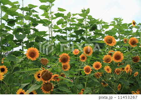 ヒマワリの花 11453267