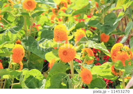 向日葵の花 11453270