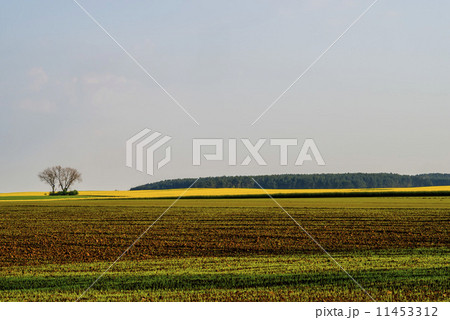 Fields in morning light Fields in morning light 11453312