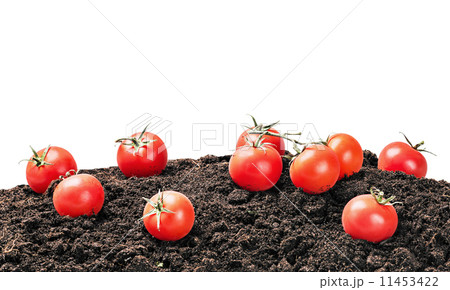 harvest of ripe red tomato on the ground isolated harvest of ripe red tomato on the ground isolated 11453422