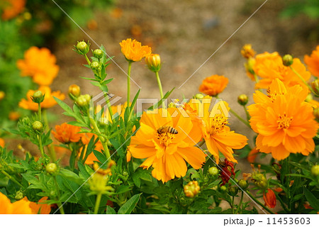 キバナコスモス キバナコスモス 11453603