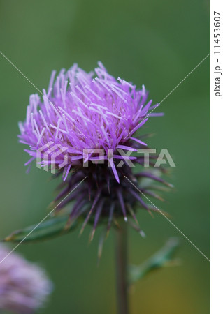 野原薊 ノハラアザミと申します。 野原薊 ノハラアザミと申します。 11453607