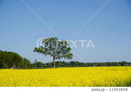 Single tree 11453609