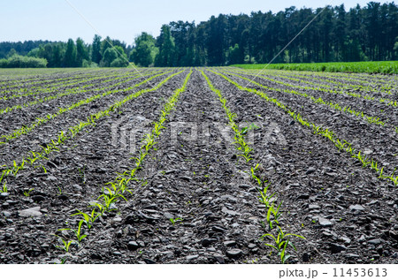 Cornfield closeup 11453613