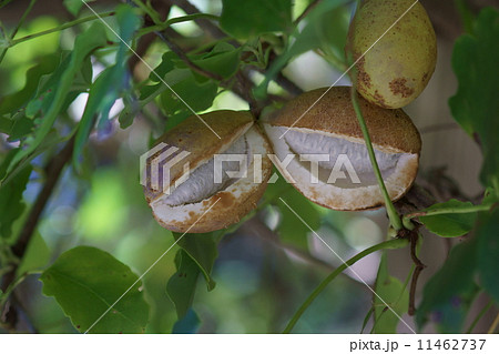木通 アケビの実 木通 アケビの実 11462737