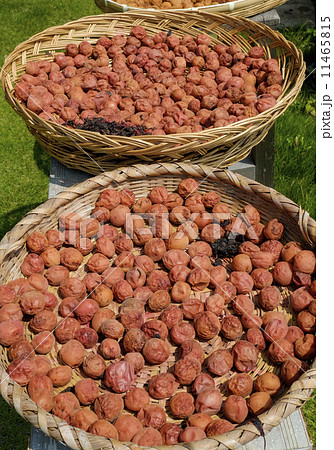 梅干し作り 梅干し作り 11465815