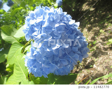 あじさい一輪 あじさい一輪 11482770