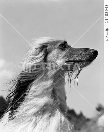 アフガンハウンドのイメージ 11482948