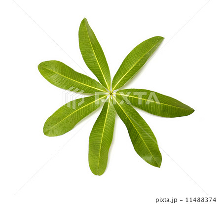 Alstonia scholaris Leaf 11488374