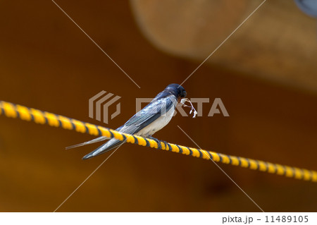 巣材を咥えるツバメ 11489105