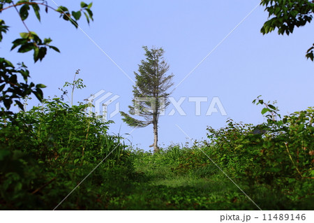 山頂に立つ一本の木 山頂に立つ一本の木 11489146