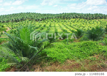 Oil palm plantation Oil palm plantation 11489166