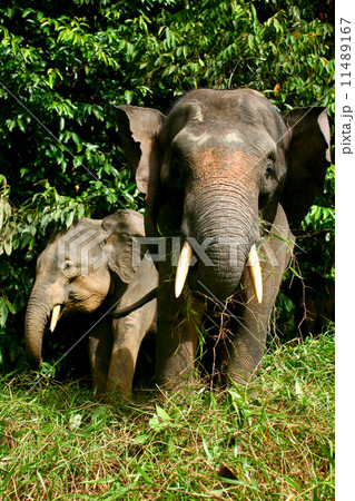 Borneo pygmy elephants 11489167