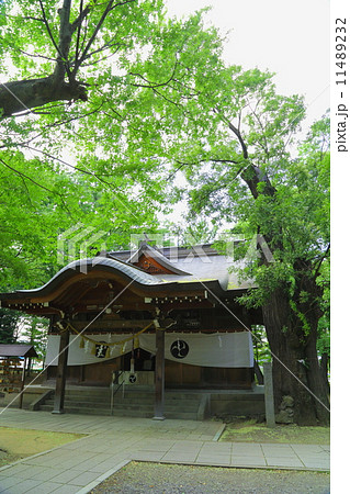 八幡原史跡公園 川中島古戦場 八幡社と逆槐の写真素材