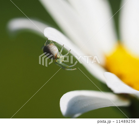Spider on daisy petals 11489256
