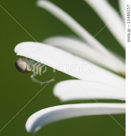 Spider on daisy petals Spider on daisy petals 11489257
