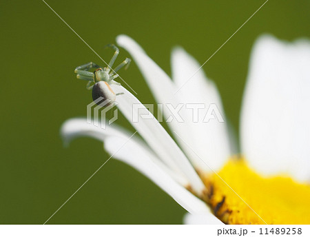 Spider on daisy petals 11489258
